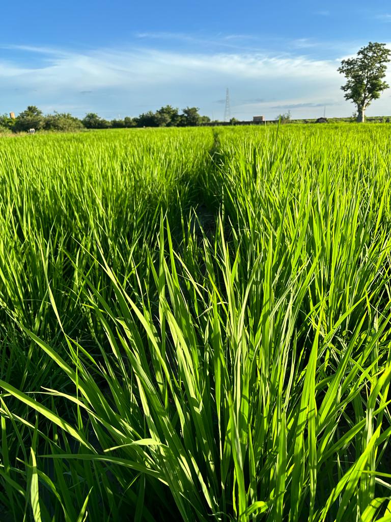 Soil and Crop Research